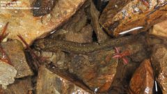 Onychodactylus koreanus