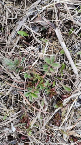 Potentilla stolonifera iNat (3)