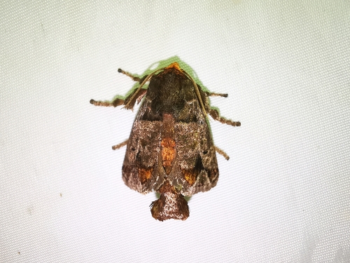 Phlossa conjuncta