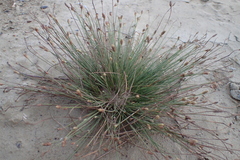 Fimbristylis polytrichoides