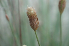 Fimbristylis polytrichoides