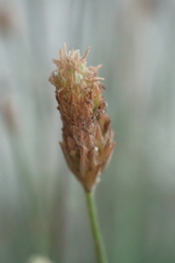 Fimbristylis polytrichoides
