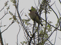 Bombycilla cedrorum