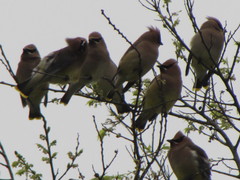 Bombycilla cedrorum