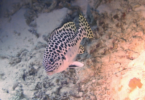 Largespot sweetlips (Plectorhinchus macrospilus) — Haemulidae — 3