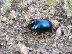 Chrysolina analis