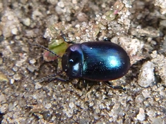 Chrysolina analis