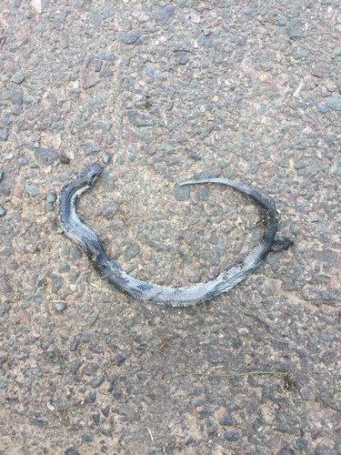 Macrelaps microlepidotus