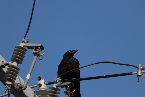 Common Raven photographed in Massachusetts