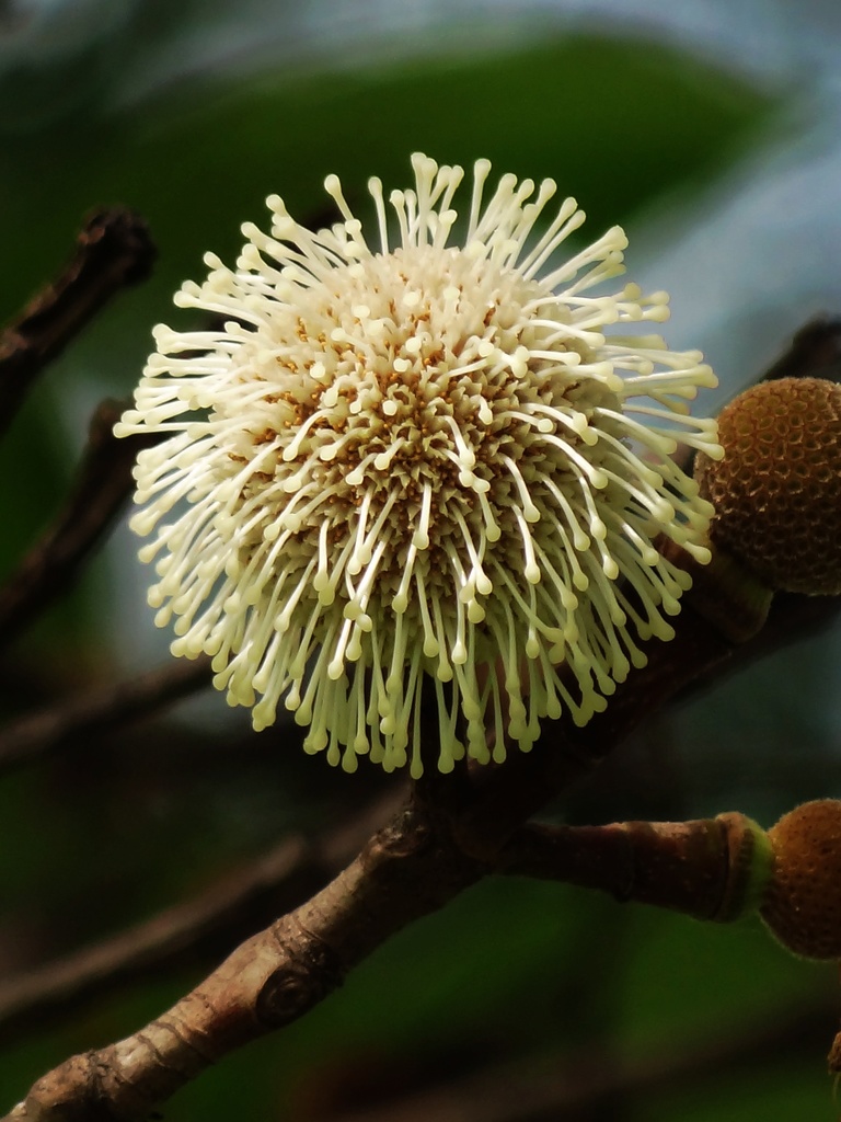 Neonauclea reticulata