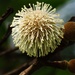Neonauclea reticulata - Photo no rights reserved, uploaded by 葉子