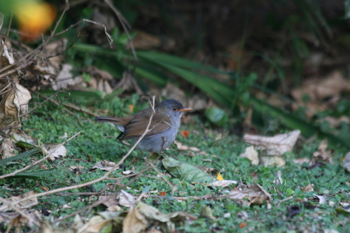 Orange-billed Nightingale-Thrush (Catharus aurantiirostris), photo 10