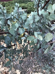 Arctostaphylos viscida mariposa