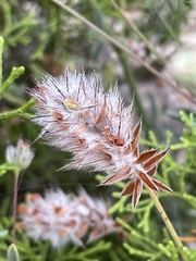 Ebenus pinnata image