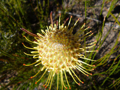 Leucospermum lineare