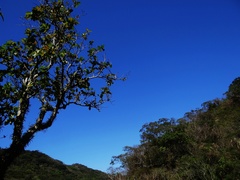 Neonauclea reticulata