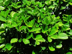 Neonauclea reticulata