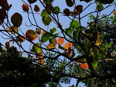 Neonauclea reticulata