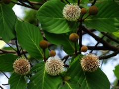 Neonauclea reticulata