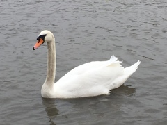 Cygnus olor