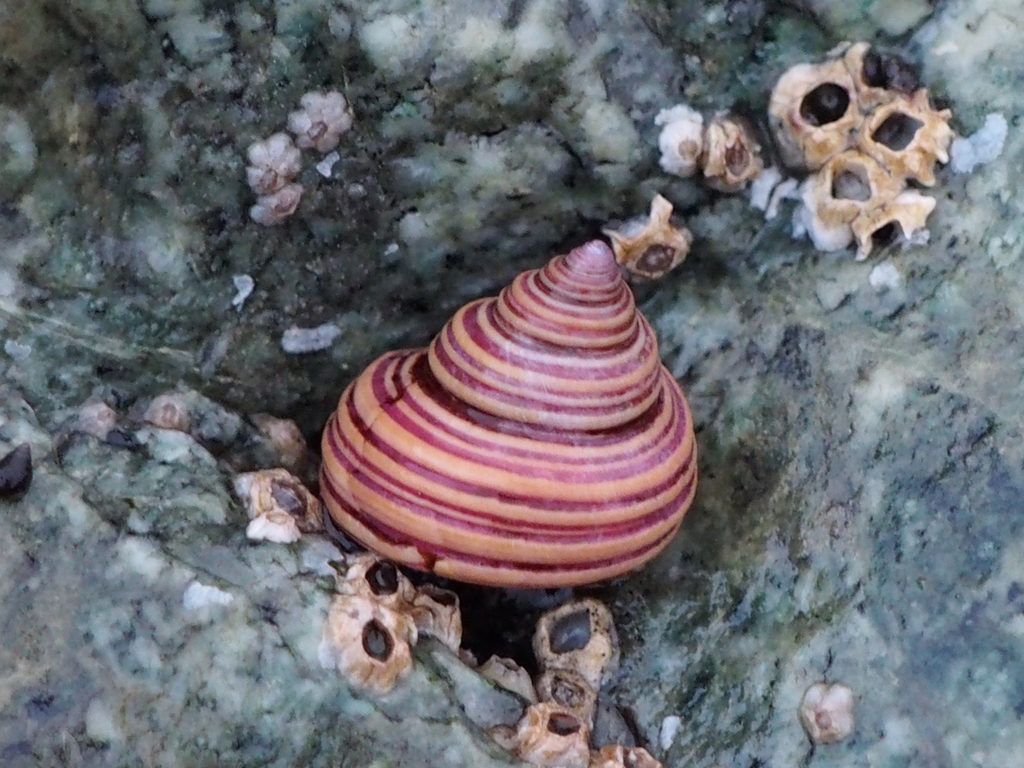 Top Snails, Turban Snails, and Allies