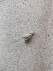 Drymaeus vincentinus