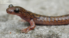 Onychodactylus koreanus