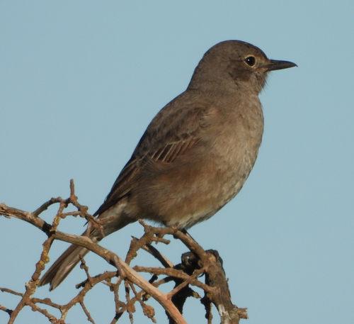 Chat Flycatcher (Agricola infuscatus), photo 6
