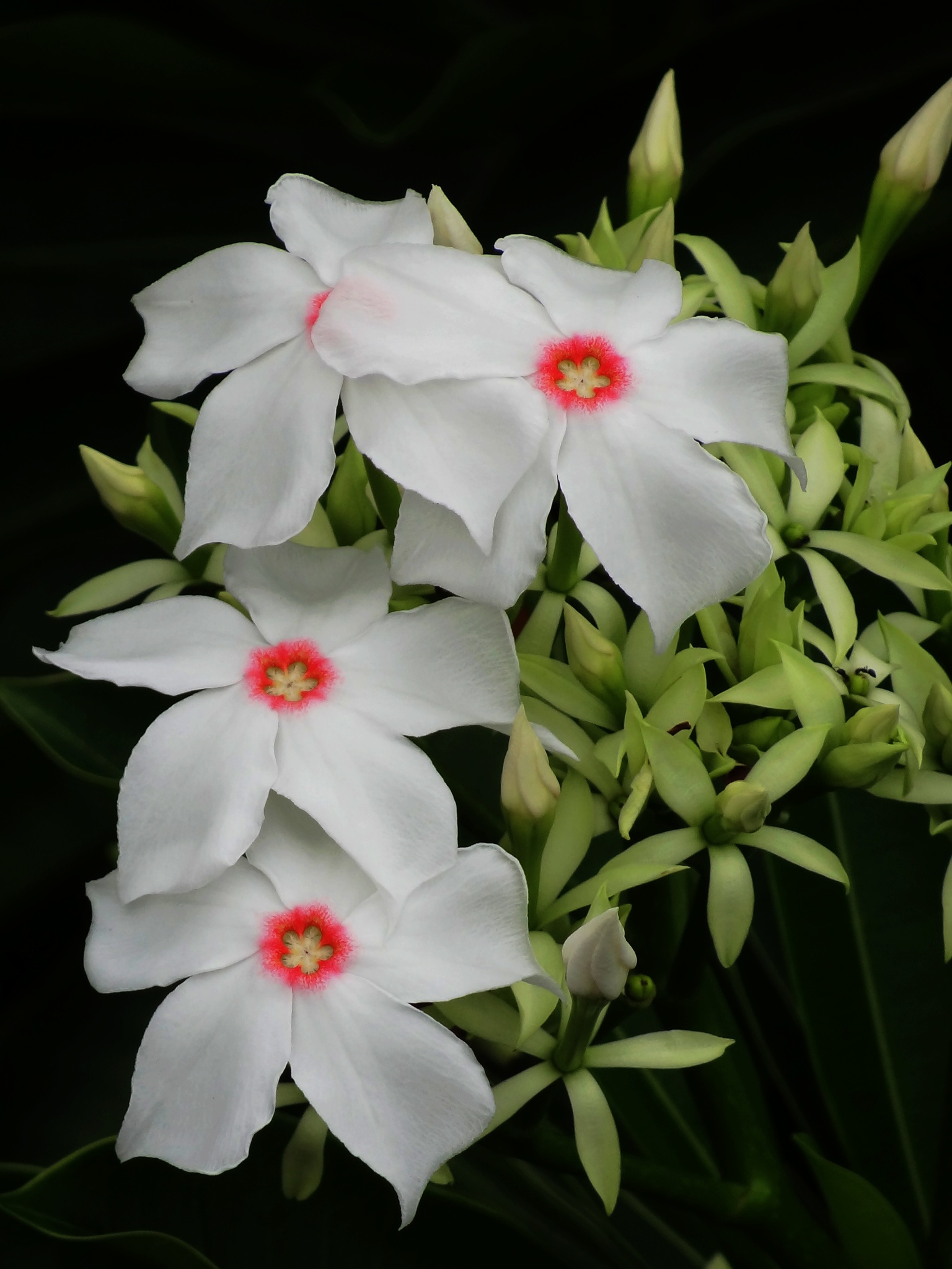 Cerbera manghas