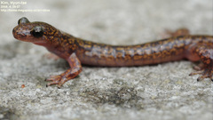 Onychodactylus koreanus