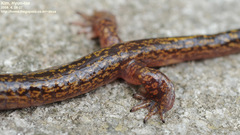 Onychodactylus koreanus