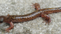 Onychodactylus koreanus
