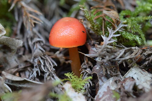 Hygrocybe