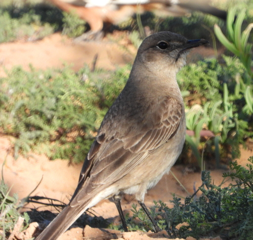 Chat Flycatcher (Agricola infuscatus), photo 9