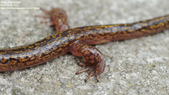 Onychodactylus koreanus