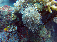 Euphyllia glabrescens