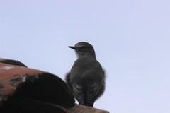 Muscisaxicola alpinus