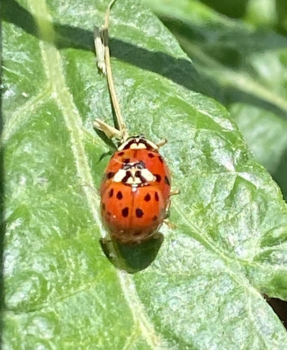 iNaturalist observation photo of Asian Lady Beetle