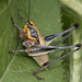 Eupholidoptera megastyla - Photo (c) gentoo, algunos derechos reservados (CC BY-NC)