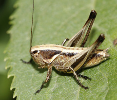 Decorana incerta