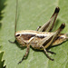 Uncertain Decorated Bush-Cricket - Photo (c) gentoo, some rights reserved (CC BY-NC)