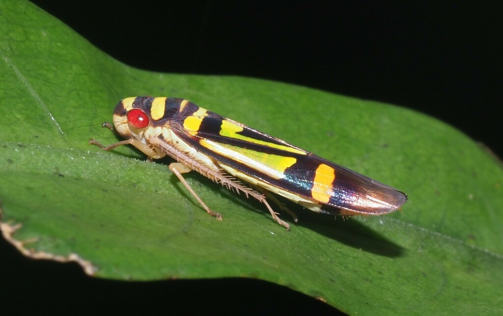 Dilobopterus fastuosus