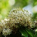 Reevesia formosana - Photo Ningún derecho reservado, subido por 葉子