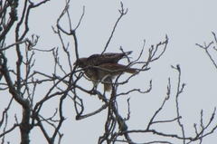 Buteo jamaicensis