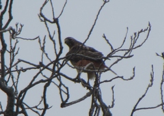 Buteo jamaicensis