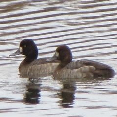 Aythya affinis