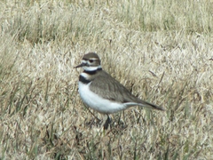 Charadrius vociferus