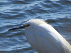 Egretta thula