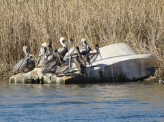 Pelecanus occidentalis