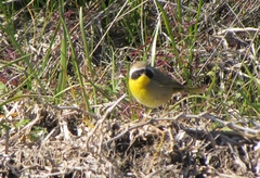 Geothlypis trichas